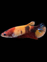 Load image into Gallery viewer, Female Halfmoon Plakat - Nemo Galaxy #1446 - Live Betta Fish

