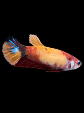 Load image into Gallery viewer, Female Halfmoon Plakat - Nemo Galaxy #1446 - Live Betta Fish
