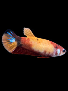 Female Halfmoon Plakat - Nemo Galaxy #1446 - Live Betta Fish