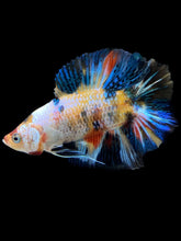 Load image into Gallery viewer, Male Double Tail - Multicolor #1448 - Live Betta Fish
