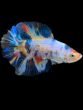 Load image into Gallery viewer, Male Double Tail - Multicolor #1448 - Live Betta Fish
