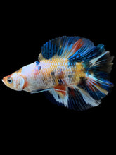 Load image into Gallery viewer, Male Double Tail - Multicolor #1448 - Live Betta Fish
