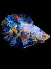 Load image into Gallery viewer, Male Double Tail - Multicolor #1448 - Live Betta Fish
