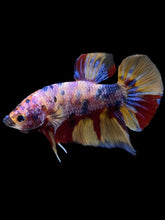 Load image into Gallery viewer, GIANT Male Halfmoon Plakat - Multicolor #1449 - Live Betta Fish
