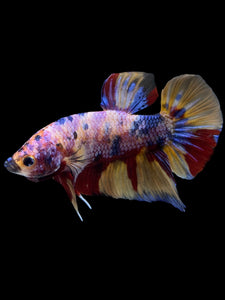 GIANT Male Halfmoon Plakat - Multicolor #1449 - Live Betta Fish