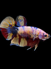 Load image into Gallery viewer, GIANT Male Halfmoon Plakat - Multicolor #1449 - Live Betta Fish
