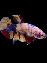 Load image into Gallery viewer, GIANT Male Halfmoon Plakat - Multicolor #1449 - Live Betta Fish

