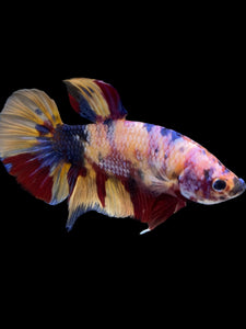 GIANT Male Halfmoon Plakat - Multicolor #1449 - Live Betta Fish