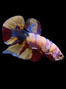 GIANT Male Halfmoon Plakat - Multicolor #1449 - Live Betta Fish