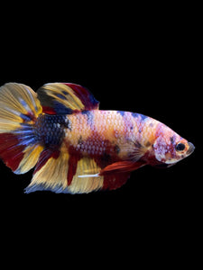 GIANT Male Halfmoon Plakat - Multicolor #1449 - Live Betta Fish