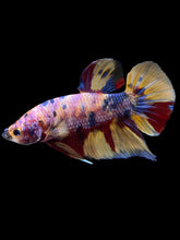 Load image into Gallery viewer, GIANT Male Halfmoon Plakat - Multicolor #1449 - Live Betta Fish
