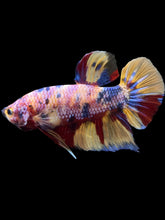 Load image into Gallery viewer, GIANT Male Halfmoon Plakat - Multicolor #1449 - Live Betta Fish
