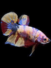 Load image into Gallery viewer, GIANT Male Halfmoon Plakat - Multicolor #1449 - Live Betta Fish
