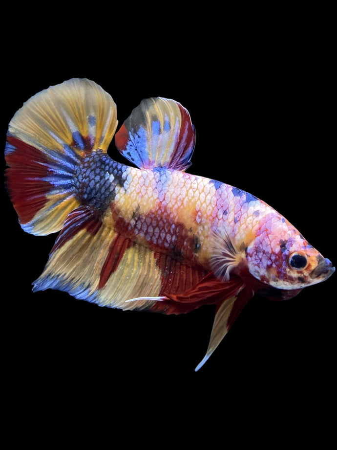 GIANT Male Halfmoon Plakat - Multicolor #1449 - Live Betta Fish