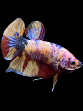 Load image into Gallery viewer, GIANT Male Halfmoon Plakat - Multicolor #1449 - Live Betta Fish
