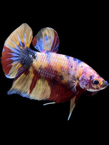 GIANT Male Halfmoon Plakat - Multicolor #1449 - Live Betta Fish