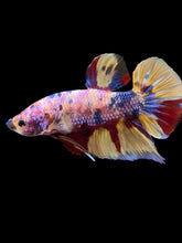 Load image into Gallery viewer, GIANT Male Halfmoon Plakat - Multicolor #1449 - Live Betta Fish
