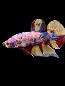 GIANT Male Halfmoon Plakat - Multicolor #1449 - Live Betta Fish