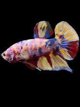 Load image into Gallery viewer, GIANT Male Halfmoon Plakat - Multicolor #1449 - Live Betta Fish
