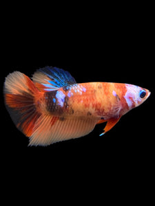 TOP GRADE Female Halfmoon - Galaxy #144 - Live Betta Fish