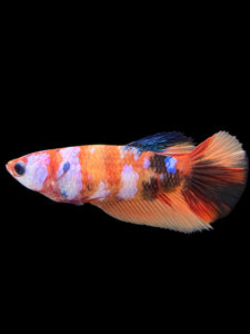 TOP GRADE Female Halfmoon - Galaxy #144 - Live Betta Fish