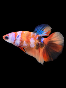 TOP GRADE Female Halfmoon - Galaxy #144 - Live Betta Fish