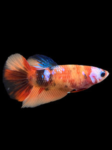 TOP GRADE Female Halfmoon - Galaxy #144 - Live Betta Fish