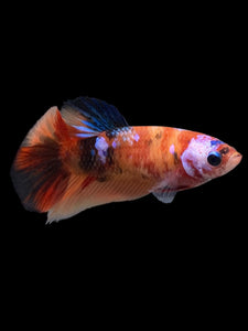 TOP GRADE Female Halfmoon - Galaxy #144 - Live Betta Fish