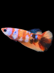 TOP GRADE Female Halfmoon - Galaxy #144 - Live Betta Fish