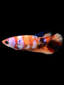 TOP GRADE Female Halfmoon - Galaxy #144 - Live Betta Fish