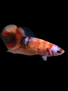 TOP GRADE Female Halfmoon - Galaxy #144 - Live Betta Fish