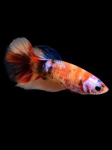 TOP GRADE Female Halfmoon - Galaxy #144 - Live Betta Fish