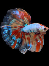 Load image into Gallery viewer, Male Halfmoon - Multicolor #1450 - Live Betta Fish
