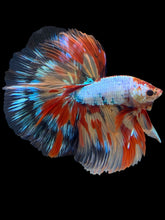 Load image into Gallery viewer, Male Halfmoon - Multicolor #1450 - Live Betta Fish
