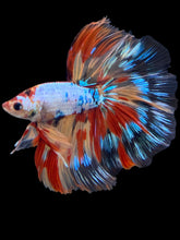 Load image into Gallery viewer, Male Halfmoon - Multicolor #1450 - Live Betta Fish
