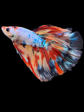 Load image into Gallery viewer, Male Halfmoon - Multicolor #1450 - Live Betta Fish
