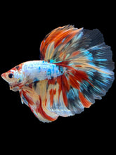 Load image into Gallery viewer, Male Halfmoon - Multicolor #1450 - Live Betta Fish
