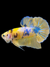 Load image into Gallery viewer, Male Halfmoon Plakat - Yellow Galaxy #1451 - Live Betta Fish
