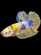 Load image into Gallery viewer, Male Halfmoon Plakat - Yellow Galaxy #1451 - Live Betta Fish
