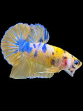 Load image into Gallery viewer, Male Halfmoon Plakat - Yellow Galaxy #1451 - Live Betta Fish
