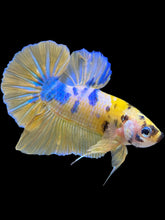 Load image into Gallery viewer, Male Halfmoon Plakat - Yellow Galaxy #1451 - Live Betta Fish
