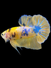 Load image into Gallery viewer, Male Halfmoon Plakat - Yellow Galaxy #1451 - Live Betta Fish
