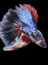 Load image into Gallery viewer, Male Halfmoon - Fancy Dragon #1453 - Live Betta Fish

