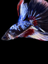 Load image into Gallery viewer, Male Halfmoon - Fancy Dragon #1453 - Live Betta Fish
