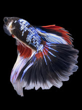 Load image into Gallery viewer, Male Halfmoon - Fancy Dragon #1453 - Live Betta Fish
