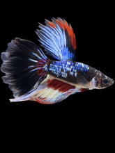 Load image into Gallery viewer, Male Halfmoon - Fancy Dragon #1453 - Live Betta Fish
