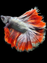 Load image into Gallery viewer, Male Fullmoon - Fancy Copper #1454 - Live Betta Fish
