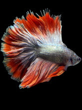 Load image into Gallery viewer, Male Fullmoon - Fancy Copper #1454 - Live Betta Fish
