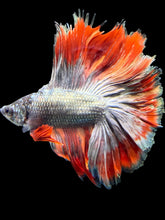 Load image into Gallery viewer, Male Fullmoon - Fancy Copper #1454 - Live Betta Fish
