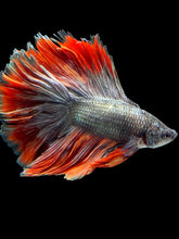 Load image into Gallery viewer, Male Fullmoon - Fancy Copper #1454 - Live Betta Fish
